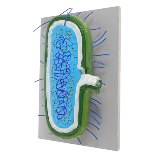 JOINPAYA Mikrobielles Modell Biologieunterrichtsmodell Lehrmittel Für Die Schule Zellmodell PVC von JOINPAYA