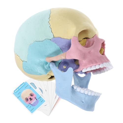 JOINPAYA 4D Anatomisches Schädelmodell Puzzle Abnehmbares Menschliches Schädelmodell Für Anatomie Studien Lehrmittel Zur Darstellung Der Menschlichen Anatomie Ideal Für Schulen Und von JOINPAYA