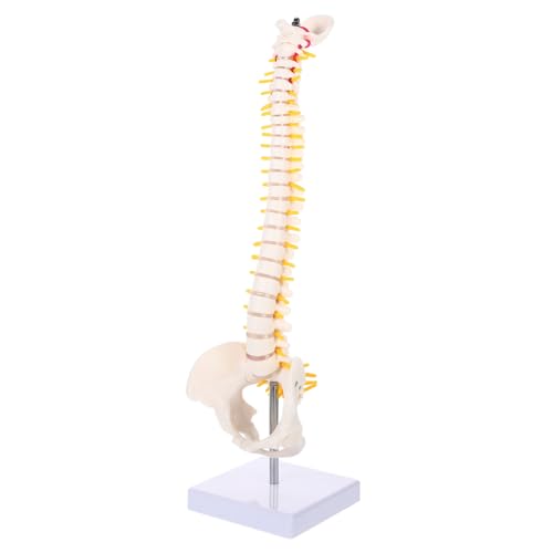 JUMPLAWN 1stück Anatomisches Wirbelsäule Realistischen Details Und Integriertem Becken Für Ausbildung Und Patientenaufklärung JUMPLAWN 1stück Anatomisches Wirbelsäule Realistischen Details Und Integriertem Becken Für Ausbildung Und Patientenaufklärung von JUMPLAWN