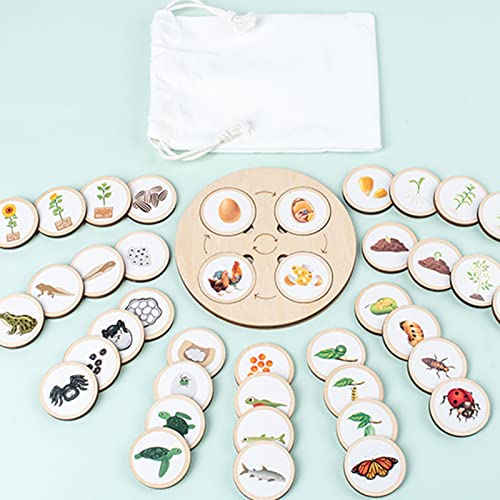 Holz-Montessori-Lebenszyklus-Tablett, Montessori-Lebenswachstumszyklus-Puzzlebrett, Kleinkind-Holzpuzzlespielzeug für Vorschulkinder Holz-Montessori-Lebenszyklus-Tablett, Montessori-Lebenswachstumszyklus-Puzzlebrett, Kleinkind-Holzpuzzlespielzeug für Vorschulkinder von Jauarta