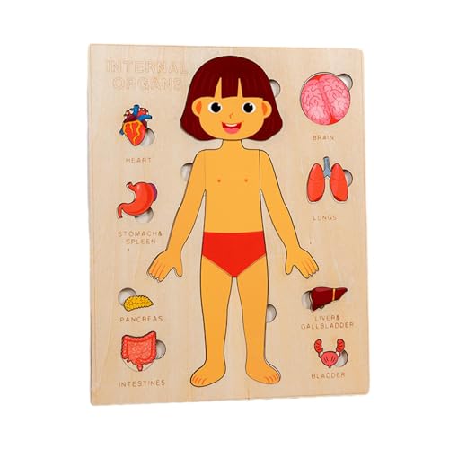 Jiimhte Puzzle zur menschlichen Anatomie | Anatomie-Puzzle aus Holz für Kinder | Tragbares Puzzlebrett für den Kindergarten, pädagogisches Puzzlespielzeug für die wissenschaftliche Aufklärung von Jiimhte