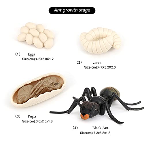 Jolsaawie Simulation Ameisen Tier Lebens Zyklus, Insekten Wachstums Zyklus Modell Leben Action Figuren PäDagogisches Kinder Spielzeug Schwarze Ameisen von Jolsaawie