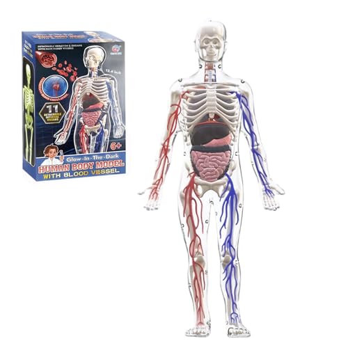Jorzer Modell der menschlichen Körperstruktur, 3D-Modell des menschlichen Körpers für Kinder mit abnehmbaren Knochen, Organen und Blutgefäßen für die Anatomie Jorzer Modell der menschlichen Körperstruktur, 3D-Modell des menschlichen Körpers für Kinder mit abnehmbaren Knochen, Organen und Blutgefäßen für die Anatomie von Jorzer