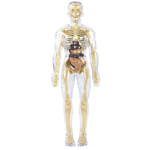 Klares Modell der menschlichen Körperstruktur, abnehmbares transparentes 3D-Modell des menschlichen Körpers für Kinder, Lernspielzeug für Jungen und Mädchen Klares Modell der menschlichen Körperstruktur, abnehmbares transparentes 3D-Modell des menschlichen Körpers für Kinder, Lernspielzeug für Jungen und Mädchen von Jorzer