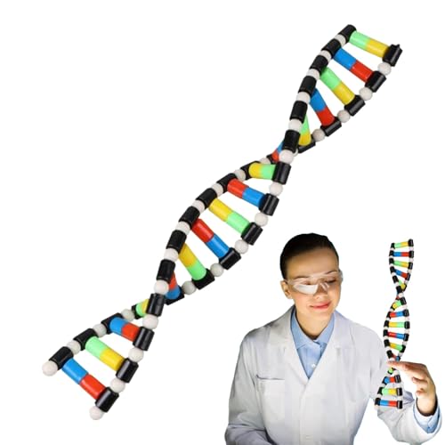 Biologie-Klassenzimmerdekoration – tragbares Doppelhelix-Spielzeug – DNA-Spiele, Lehrmittel, pädagogische Vorschul-Wissenschaftsspielzeuge für Kinder, Studenten, Lehrer von Jubilofex