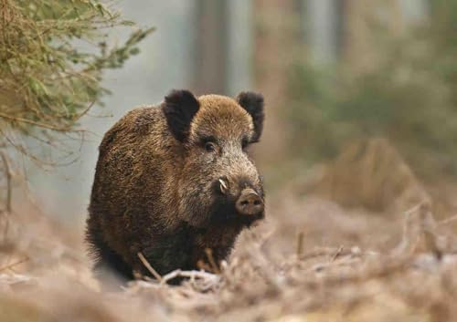 Foraging Boar - 5000-Teiliges Puzzle, Wunderschönes Illustrationspuzzle, Kunstpuzzle, Dekoration Für Das Zuhause, Das Büro, Das Befriedigendste Desktop-Spiel Und Geschenk von KAIXIUPuzzle