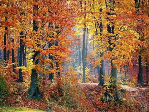 Herbstwaldblätter - 300-Teiliges Puzzle, Lehrreiches Und Unterhaltsames Puzzle, Puzzle Zum Training des Logischen Denkens, Puzzle Zur Potenzialentwicklung, Kreative Festivals von KAIXIUPuzzle