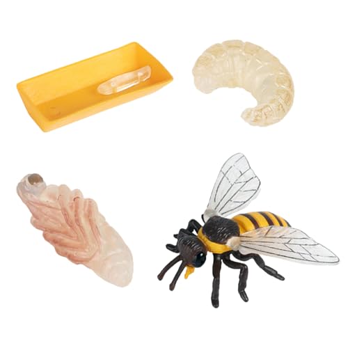 KARELLS Lebenszyklus Figuren von Honigbiene,4 PCS Tierlebens Wachstumszyklus Modell, Insekt Tier Wachstumszyklus Kit,Insektenerziehung Wachstumsstadium Modell,Pädagogisches interaktives Spielzeug von KARELLS