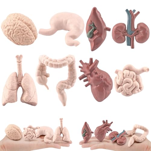 Menschliche Anatomie und Physiologie menschliches Organmodell 8PCs/Set Simuliertes menschliches Körpermodell umfassen Gehirn, Leber, Magen und mehr, realistisches menschliches Anatomie -Modell für Bi von KDAMGOQE