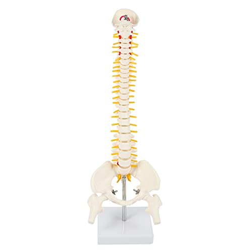 KELING 45Cm Flexibles 1: 1 Lenden WirbelsäUlen Modell für Erwachsene Modell Des Menschlichen Skeletts mit Band Scheiben Modell für Massagen, Yoga von KELING