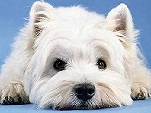 KESIMO 1000 Teile Papery Puzzle West Highland Terrier Großes Puzzlespiel für Erwachsene und Jugendliche 70 * 50cm von KESIMO