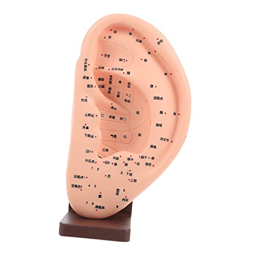 KICHOUSE 1Stück Ohr Akupunktur Modell mit Basis Anatomisches Ohr Reflexzonen Modell zur Lehre und Demonstration von Ohrmassage Akupunkten Langlebig KICHOUSE 1Stück Ohr Akupunktur Modell mit Basis Anatomisches Ohr Reflexzonen Modell zur Lehre und Demonstration von Ohrmassage Akupunkten Langlebig von KICHOUSE