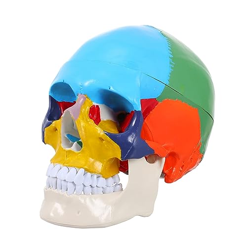 KICHOUSE Schädelmodell Schädel-Lehrmittel Mann Schädel-Lehrmodell the skulls totenschädel werkzeug schule, die menschlichen schädel unterrichtet Schädelkopfmodell anzeigen Harz Colorful von KICHOUSE