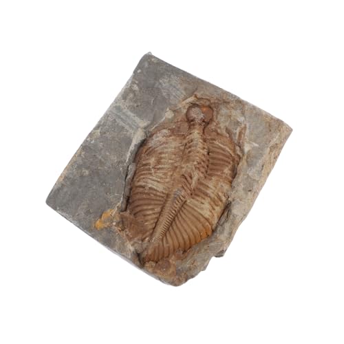 KICHOUSE Trilobiten- Meeresschmuck aus echten Trilobiten Trilobiten-Skelettstatue Meeresdekor Skulptur Dekor Probe schreibtischdeko schreibtisch dekoration Paläontologie Sammlung von KICHOUSE