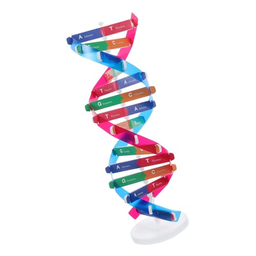 KOMBIUDA DNA modellbausatz Doppelhelixstruktur Lernspielzeug Pädagogisches Gen Modell Kit Einfache Montage Wissenschaftliche Ausrüstung für Biologieunterricht und Schüler KOMBIUDA DNA modellbausatz Doppelhelixstruktur Lernspielzeug Pädagogisches Gen Modell Kit Einfache Montage Wissenschaftliche Ausrüstung für Biologieunterricht und Schüler von KOMBIUDA