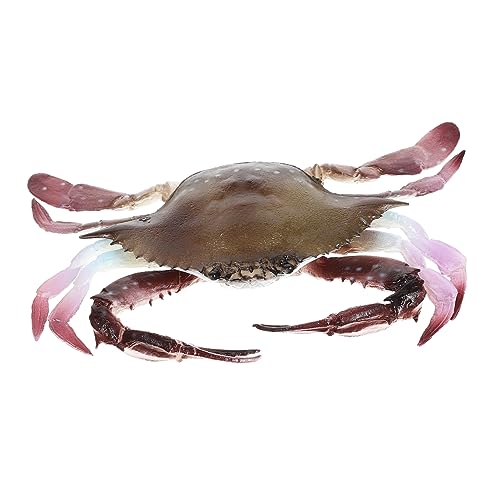 KOMBIUDA Realistisches Krabbenmodell aus PVC Detailgetreuer Tierfigur Langlebig und Naturgetreu Pädagogisches Lernspielzeug und Dekoratives Meeresbewohner Ornament für Aquarium und Party KOMBIUDA Realistisches Krabbenmodell aus PVC Detailgetreuer Tierfigur Langlebig und Naturgetreu Pädagogisches Lernspielzeug und Dekoratives Meeresbewohner Ornament für Aquarium und Party von KOMBIUDA