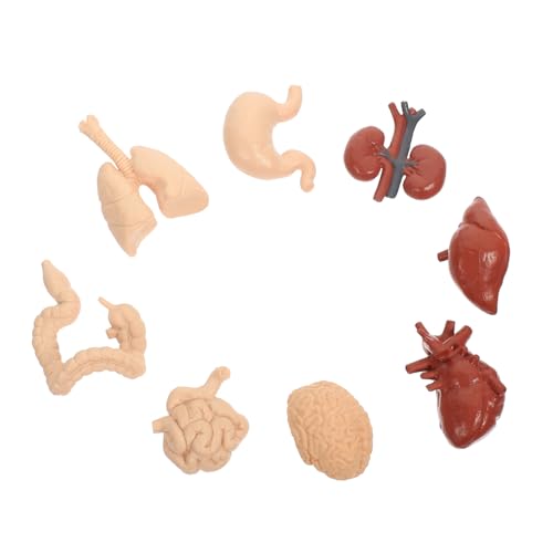 KOMBIUDA Teiliges Anatomisches Organe Modell für Lebensecht Detailliertes Menschliches Organe Lernspielzeug Pädagogisches Lehrmittel für Schule Zuhause und Ausbildung KOMBIUDA Teiliges Anatomisches Organe Modell für Lebensecht Detailliertes Menschliches Organe Lernspielzeug Pädagogisches Lehrmittel für Schule Zuhause und Ausbildung von KOMBIUDA