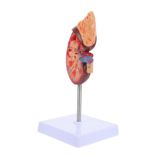 KONTONTY Menschliches Nierenmodell Nierenpräparationsmodell Nierenbiologie-klassenzubehör 1:1-anzeige von KONTONTY