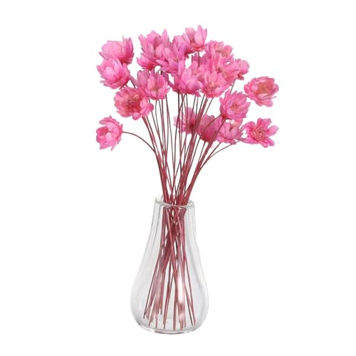 KONTONTY 2 Stück Miniaturvasen Ornamente Minivase Puppenhaus Süße Blumenvase Puppenhaus Getrocknete Blumen Getrockneter Blumenstrauß Mini Topfblumen KONTONTY 2 Stück Miniaturvasen Ornamente Minivase Puppenhaus Süße Blumenvase Puppenhaus Getrocknete Blumen Getrockneter Blumenstrauß Mini Topfblumen von KONTONTY
