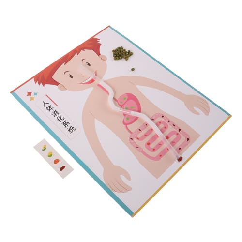 KONTONTY 4 Sätze Teiliges Modell DIY Lernspielzeug für Interaktives Wissenschaftsexperiment Pädagogisches Bastelset für Vorschule und Grundschule Schul-lernmaterial KONTONTY 4 Sätze Teiliges Modell DIY Lernspielzeug für Interaktives Wissenschaftsexperiment Pädagogisches Bastelset für Vorschule und Grundschule Schul-lernmaterial von KONTONTY