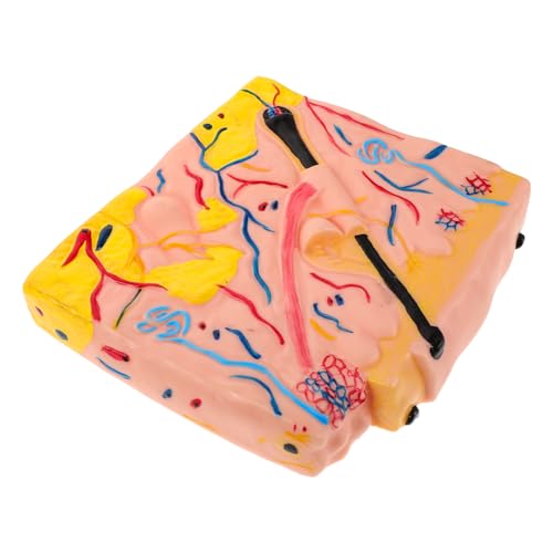 KONTONTY Realistisches Hautstruktur Modell Medizinisches Simulationsgerät aus Langlebigem Präzise Darstellung der Hautschichten für Biologie Medizinunterricht Handliches Lehrmodell für KONTONTY Realistisches Hautstruktur Modell Medizinisches Simulationsgerät aus Langlebigem Präzise Darstellung der Hautschichten für Biologie Medizinunterricht Handliches Lehrmodell für von KONTONTY