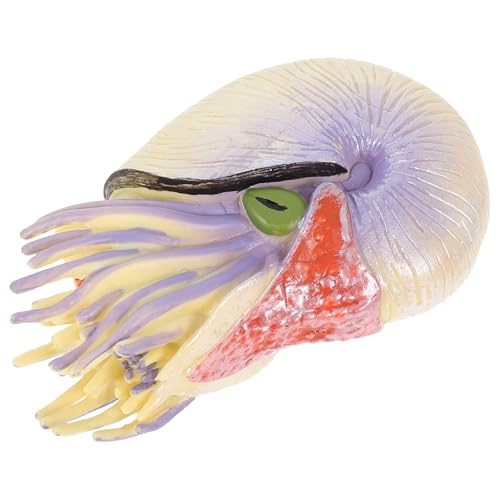 KONTONTY Simulation Nautilus Modell Lernspielzeug Kreatives Meeresbewohner Deko Pädagogisch Geeignet für Nautilus Sammelspielzeug KONTONTY Simulation Nautilus Modell Lernspielzeug Kreatives Meeresbewohner Deko Pädagogisch Geeignet für Nautilus Sammelspielzeug von KONTONTY