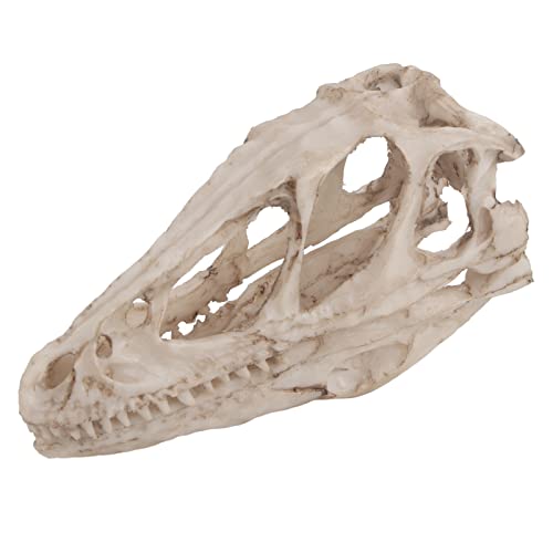 KOSDFOGE Dinosaur Skull Resin Model Realistic Ancient Teaching Decor Craft Desktop Office Home Animal Skeleton von KOSDFOGE