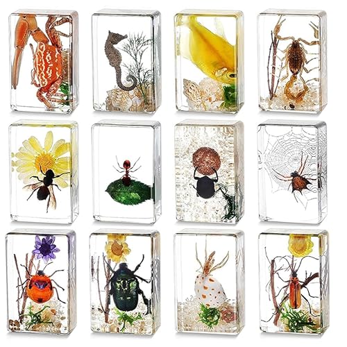 12-teiliges Insektenharz-Set, Vorschulwissenschaft – Echte Käfer in klarem Harz für Lehrer, Studenten und Insektenliebhaber als Biologie-Lehrmaterial, mit Vergrößerungsglas 12-teiliges Insektenharz-Set, Vorschulwissenschaft – Echte Käfer in klarem Harz für Lehrer, Studenten und Insektenliebhaber als Biologie-Lehrmaterial, mit Vergrößerungsglas von KSVMOAG