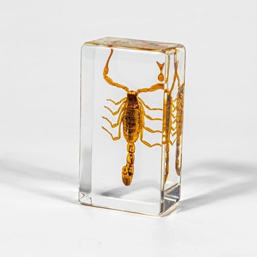 Echtes Insekt Harz Exemplar, echte Skorpion Insekt künstlichen Bernstein, ideal für Vorschule, Klassenzimmer Wissenschaft Taxidermie und nach Hause Zeigen (Scorpion) von KSVMOAG