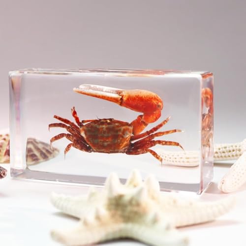 Real Insect Resin Specimen (Large Size), Real Insect Artificial Amber, Great for Preschool, Classroom Science Taxidermy and Home Display(Watermelon Crab (Genus Uca)) von KSVMOAG