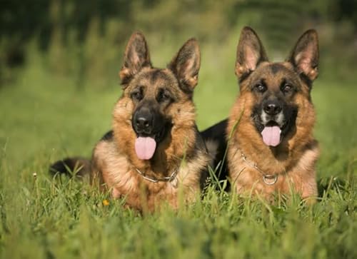 Puzzle 1000 Teile Tierhund-Poster für Erwachsene Familien Puzzle Spielzeug Dekompressionsspiel Xq563Zy 50x70CM von KUTDE