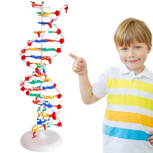 Kalastussaari DNA -Modell 25x7.8 große Wissenschaftsmodelle Doppelhelix -Struktur DNA -Modellkomponenten Wissenschaft Bildungsunterricht Instrumentmodell, Molecular Model Kit von Kalastussaari