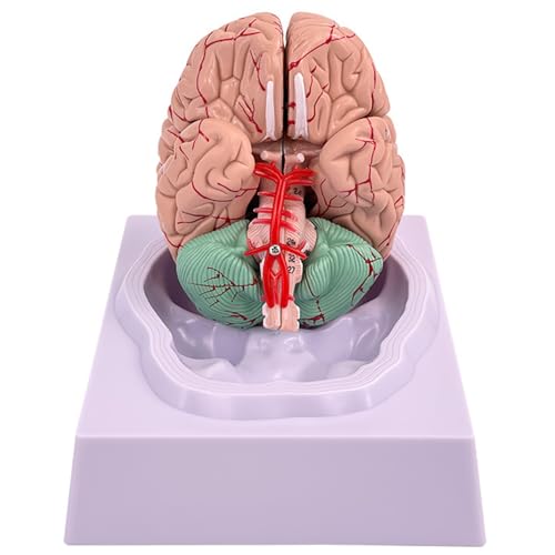 Kalastussaari Menschliches Gehirnmodell, Anatomie 8-teiliges Modell des Gehirn von Kalastussaari