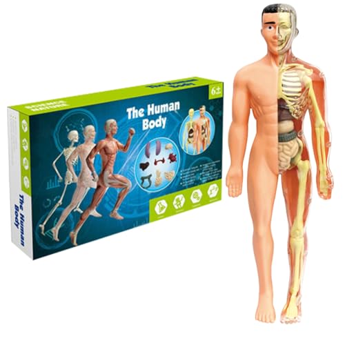 Kalastussaari Menschliches Körpermodell für Kinder 11,2 Zoll entfernbare halbgekrönte menschliche Anatomie-Model Realistic Organ ＆ Skeleton Science Kits für Kinder im Alter von 7 bis 14 Jahren von Kalastussaari