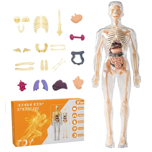 Menschliches Körpermodell für Kinder 11 entfernbare 3D menschliche Körpermodell transparent realistische menschliche Anatomie Modell Interaktives Wissenschaftsspielzeug Bildungsspielzeug zurück zur S von Kalastussaari