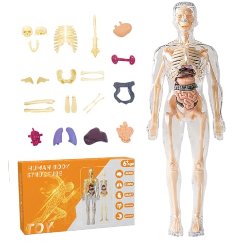 Menschliches Körpermodell für Kinder 11 entfernbare 3D menschliche Körpermodell transparent realistische menschliche Anatomie Modell Interaktives Wissenschaftsspielzeug zurück zur Schule für Jungen u von Kalastussaari