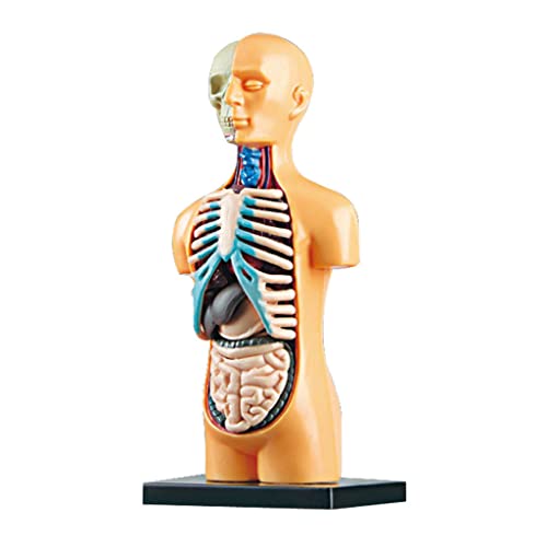 Kaohxzklcn Menschliches Körpermodell Skelett In Lebensgröße Interesse Lehrern Wecken von Kaohxzklcn