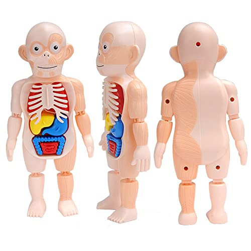 Anatomie Modell menschlicher Körper Menschlicher Körper Organ Puppe Realistisches Lernmodell anatomische Montage-Modell Anatomie-Spielzeug des Menschlichen Körpers Pädagogisches Kognitives Spielzeug von Katutude