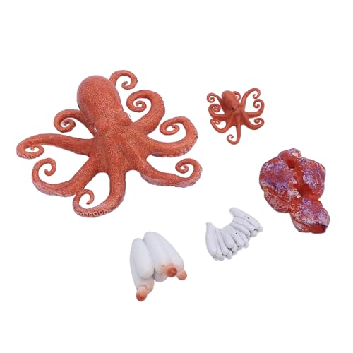 Keenso Oktopus-Modellspielzeug, Oktopus-Lebenszyklus-Lernspielzeug, Tierfigur für von Keenso