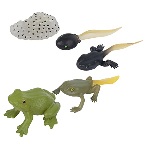 Tierwachstumszyklusmodell, Lebenszyklus eines Froschfigurensatzes Ranidae-Wachstumszyklusmodell Kinder Miniatursimulationstier Früherziehung Statuenspielzeug von Keenso