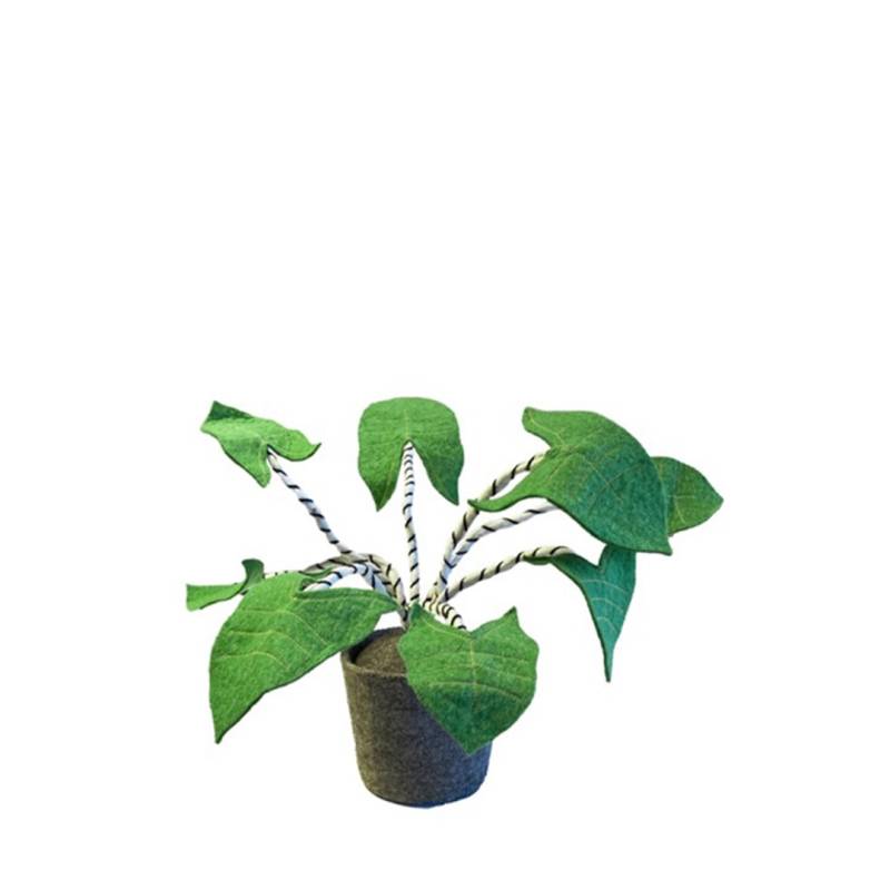 KidsDepot Plant von KidsDepot