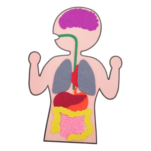 Kisangel 3 Sätze Teiliges DIY Bastelset Menschliche Organe Modell Lernspielzeug Kognitives Organe Zubehör Vliesstoff Kreatives Handwerk für Vorstellungskraft und Wahrnehmung Kisangel 3 Sätze Teiliges DIY Bastelset Menschliche Organe Modell Lernspielzeug Kognitives Organe Zubehör Vliesstoff Kreatives Handwerk für Vorstellungskraft und Wahrnehmung von Kisangel