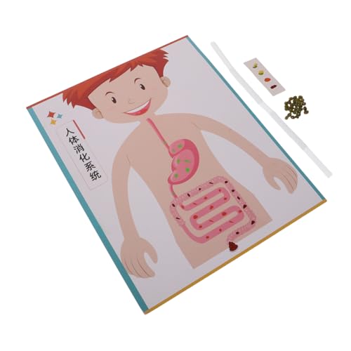 Kisangel 4 Sätze Human Digestive System DIY Model für Interaktives Lernspielzeug für Wissenschaftsexperimente Bastelset für Vorschule und Grundschule Fördert Eltern-Junge Kisangel 4 Sätze Human Digestive System DIY Model für Interaktives Lernspielzeug für Wissenschaftsexperimente Bastelset für Vorschule und Grundschule Fördert Eltern-Junge von Kisangel