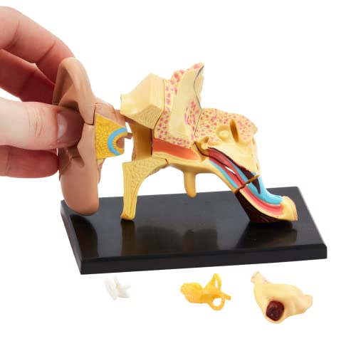 Human Anatomy Ohr Modell | 14 Teile 3D Human Ear Puzzle | Perfekt für Anatomie Studie | Bauen Sie Ihr eigenes Anatomy Museum | Ohrfigur Modell zum Lernen | Krankenschwester, Medizinstudenten von Kits of Medicine