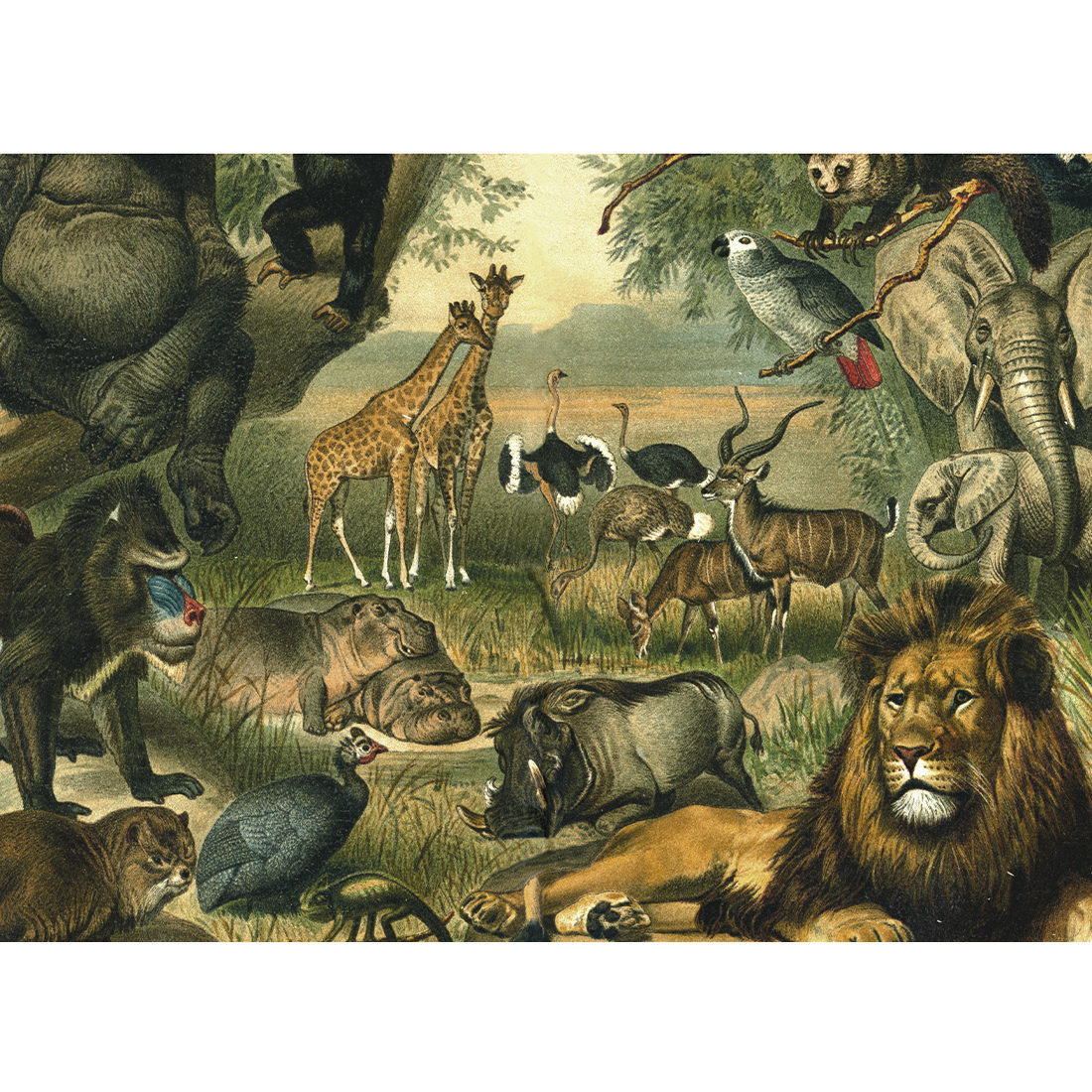 Kiub Savannah-Tiere 1000 Teile Puzzle Kiub-80301 von Kiub