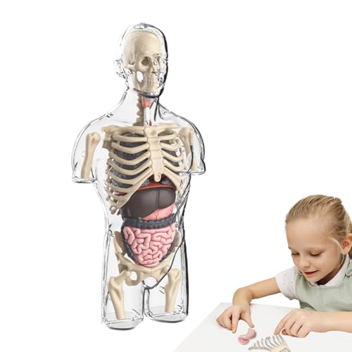 Kixolazr Menschliches Anatomiemodell, menschliches Körpermodell für Kinder,Transparentes STEM Toys Anatomiemodell - Lernspielzeug, Physiologie-Lernwerkzeuge, Bausatz für einen halben menschlichen von Kixolazr