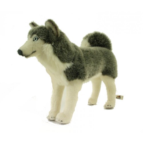 Kösen, Husky, ULF, 37 cm, stehend von Kösen