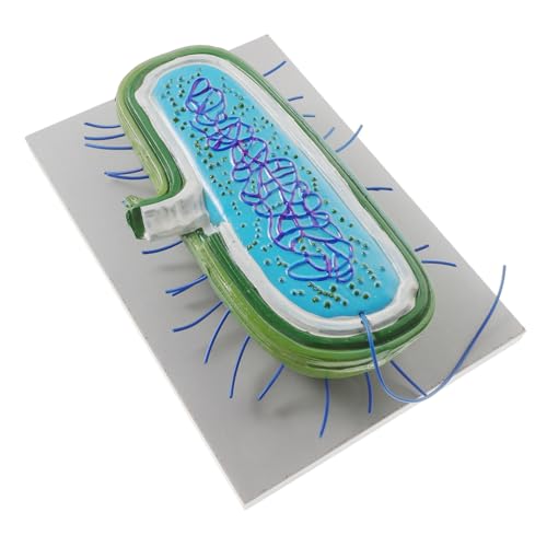 LALADEFIEE Vielseitige Bakterienmodelle Für Den Unterricht, Bakterienmodell, Mittelschul-bakterienzellmodelle, Anatomie-bakterienzellmodelle von LALADEFIEE