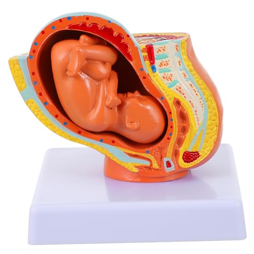 LALAFINA 1stk Embryomodell Weibliches Uterus-embryo-modell Schwangerschaftsmodell Der Gebärmutter Entwicklungsmodell Des Fötus Uterus-embryo-modell Unterrichten Plazenta Pvc von LALAFINA