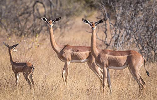 LHJOY Panorama Puzzle 1000 Teile Antelope Giraffe Gazelle 75X50Cm von LHJOY